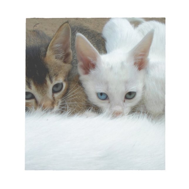 Bloc-note Chats mignons (Devant)