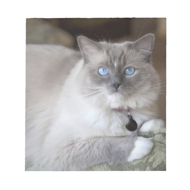 Bloc-note Chatte Ragdoll (Devant)