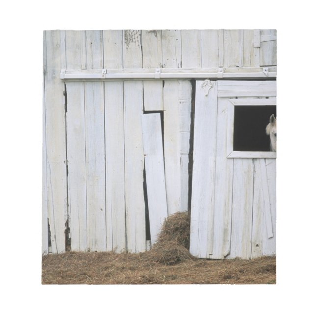 Bloc-note Cheval Sticking Head out Barn Window (Devant)