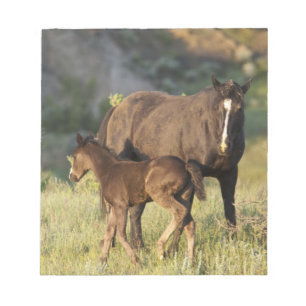 Bloc-note Chevaux sauvages au parc national Theodore Rooseve