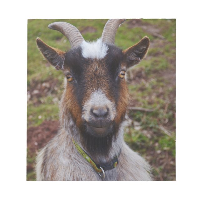 Bloc-note Chèvre de près. (Devant)