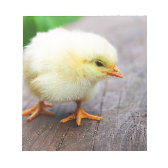 Bloc-note Chick de Pâques (Devant)