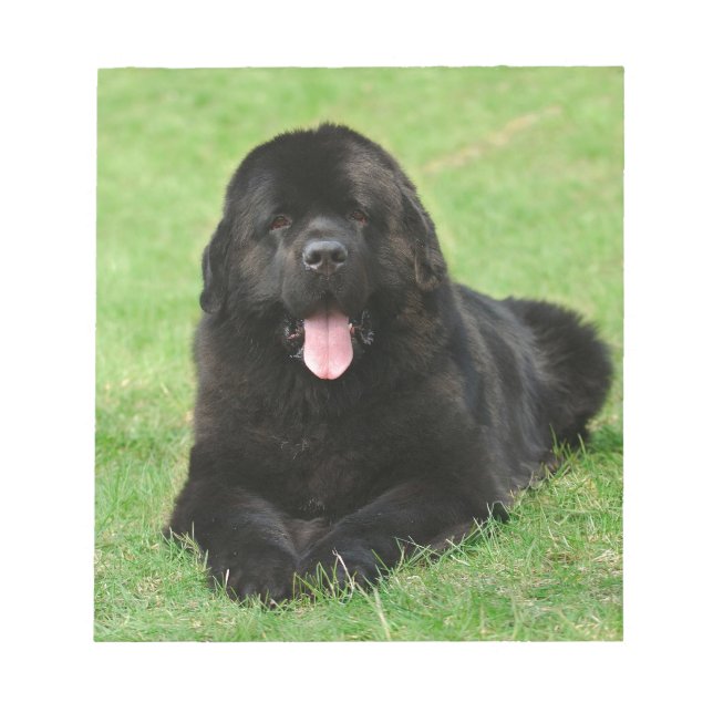 Bloc-note Chien de Terre-Neuve (Devant)