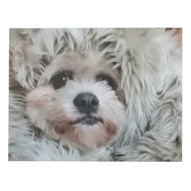 Bloc-note Chien doux, chiot (Devant)