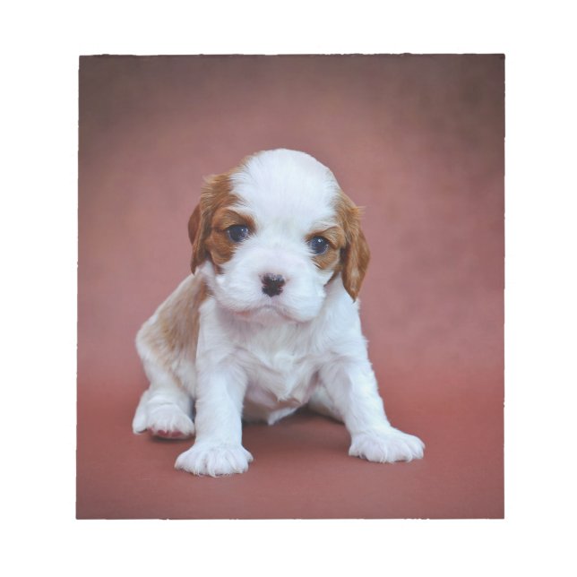 Bloc-note Chiot Cavalier King Charles Spaniel (Devant)