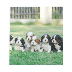 Bloc-note Chiots Cavalier King Charles Spaniel