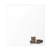 Chiots du Yorkshire Terrier