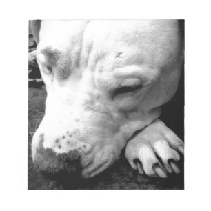 Bloc-note cicatrice de harry potter chien pit bull blanc
