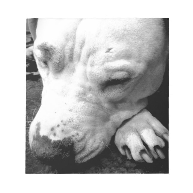 Bloc-note cicatrice de harry potter chien pit bull blanc (Devant)