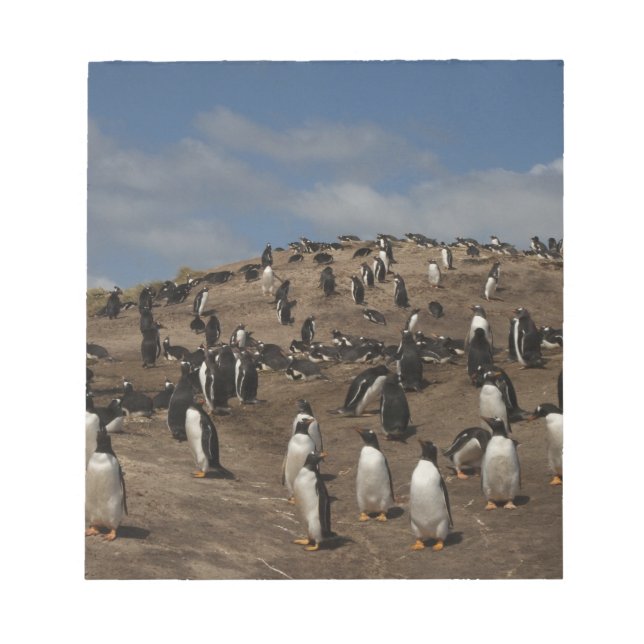 Bloc-note colonie de Penguin Gentoo (Pygoscelis papua) sur l (Devant)