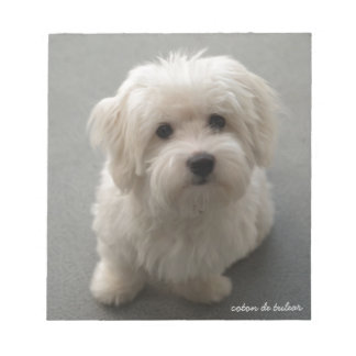 Bloc-note Coton de Tulear