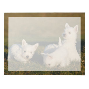 Bloc-note Cutest Baby Animals West Highland White Terriers