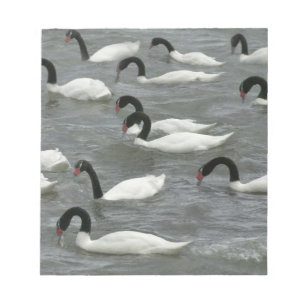 Bloc-note Cygnes à cou noir (Cygnus melancoryphus)