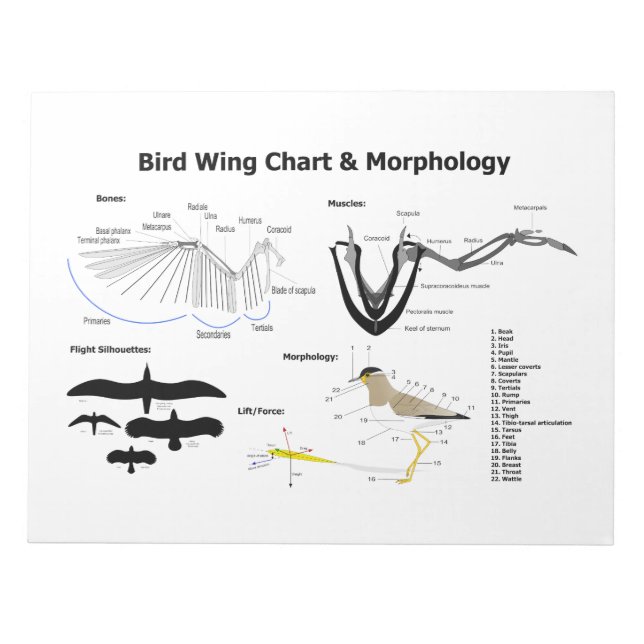 Bloc-note Diagramme de l'anatomie des ailes d'oiseaux (Devant)