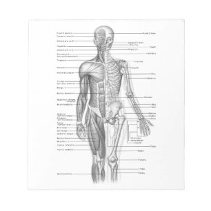 Bloc-note Diagramme humain d'anatomie