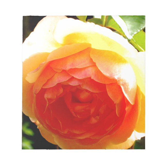 Bloc-note Elégante pêche jaune rose floral d'abricot rouge (Devant)