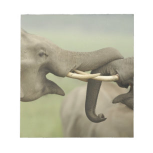 Bloc-note Éléphants asiatiques indiens jouent à se battre