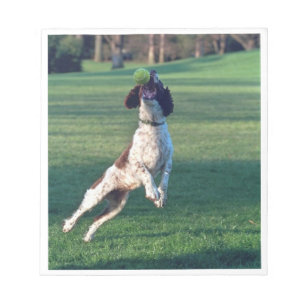 Bloc-note english springer attrapant une balle.png