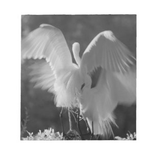 Bloc-note États-Unis, Floride, Grande Aigrette (Ardea alba) 