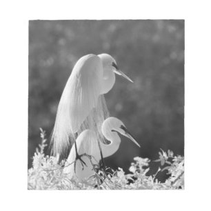 Bloc-note États-Unis, Floride, Grande Aigrette (Ardea alba) 