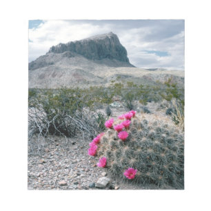 Bloc-note États-Unis, Texas, Parc national de Big Bend. Flor