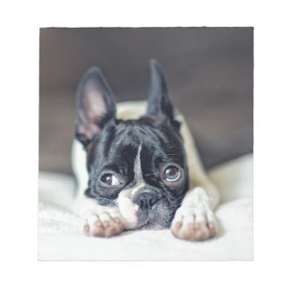 Bloc-note Fina the Boston Terrier