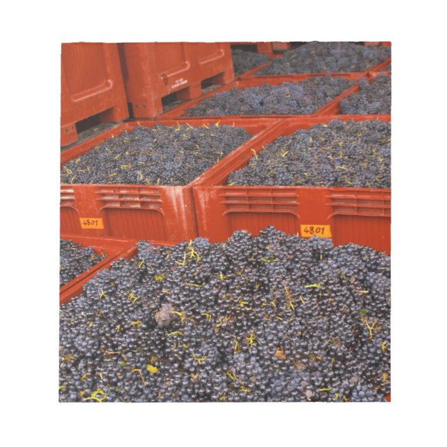 Bloc-note Gamay raisins juste à l'entrée de la récolte à la (Devant)