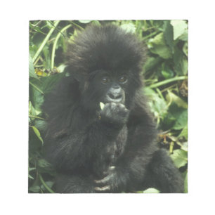Bloc-note Gorille des montagnes, (Gorilla gorilla beringei),