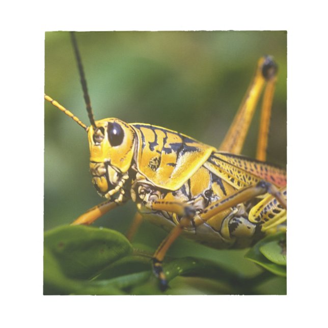 Bloc-note Grasshopper, Parc national des Everglades, Floride (Devant)