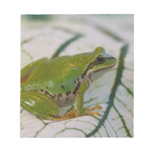 Bloc-note Grenouille des arbres du Pacifique sur les fleurs 