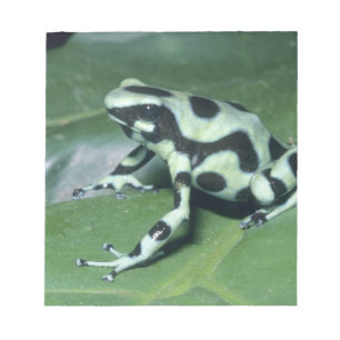 Bloc-note Grenouille flèche empoisonnée, (Dendrobates auratu