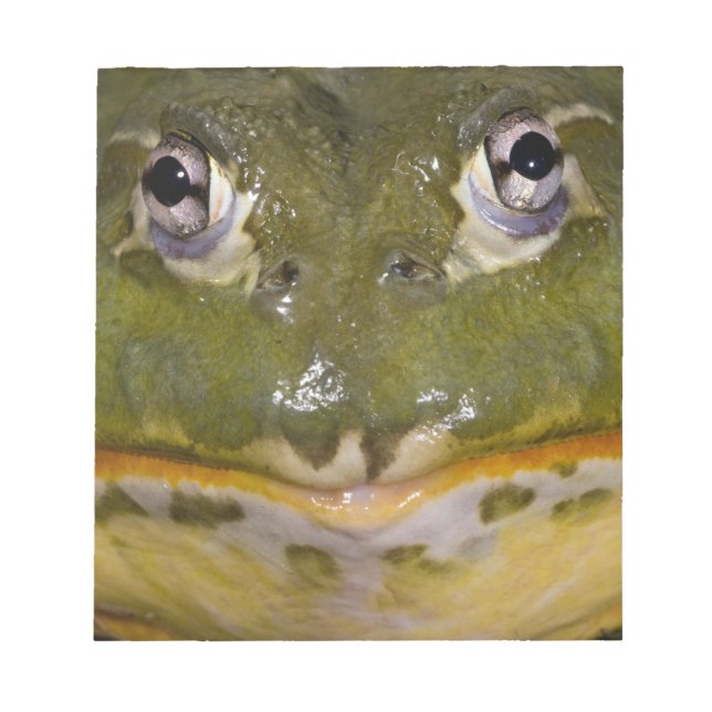 Bloc-note Grenouille-taureau, Pyxicephalus (Devant)