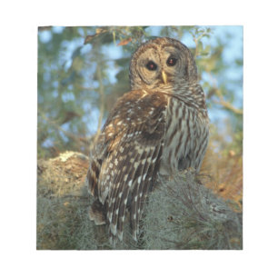 Bloc-note Hibou moyen-duc perché dans de la mousse d'Espagne