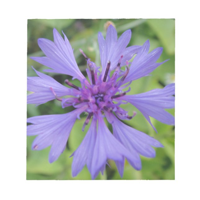 Bloc-note Hübsche blaue Kornblume (Devant)