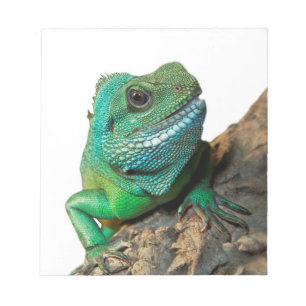 Bloc-note iguane vert