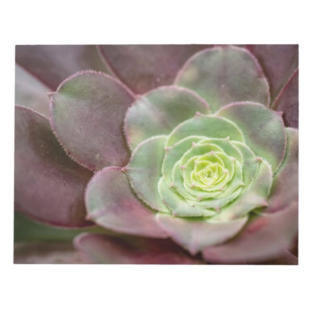 Bloc-note Impression de cactus | Une fleur de cactus du dése (Devant)