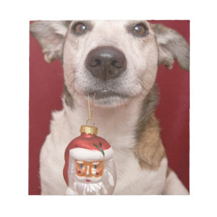 Bloc-note Jack Russell Terrier tenant l'ornement de Noël