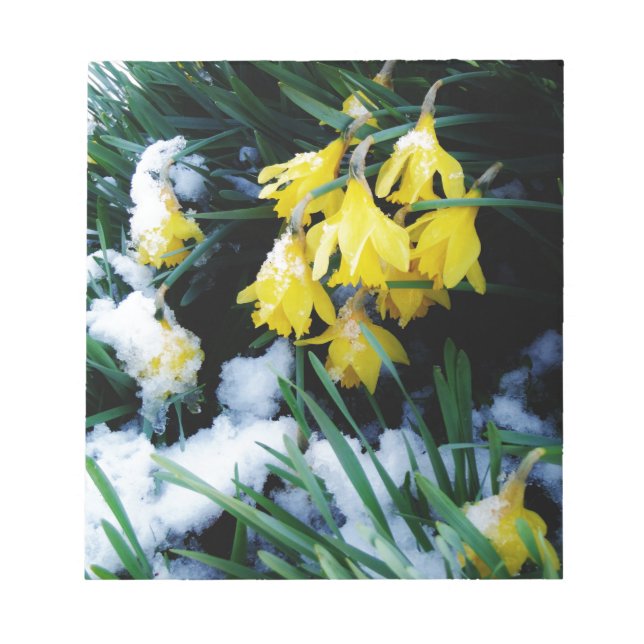 Bloc-note Jaune Daffodils fleurs dans la neige (Devant)