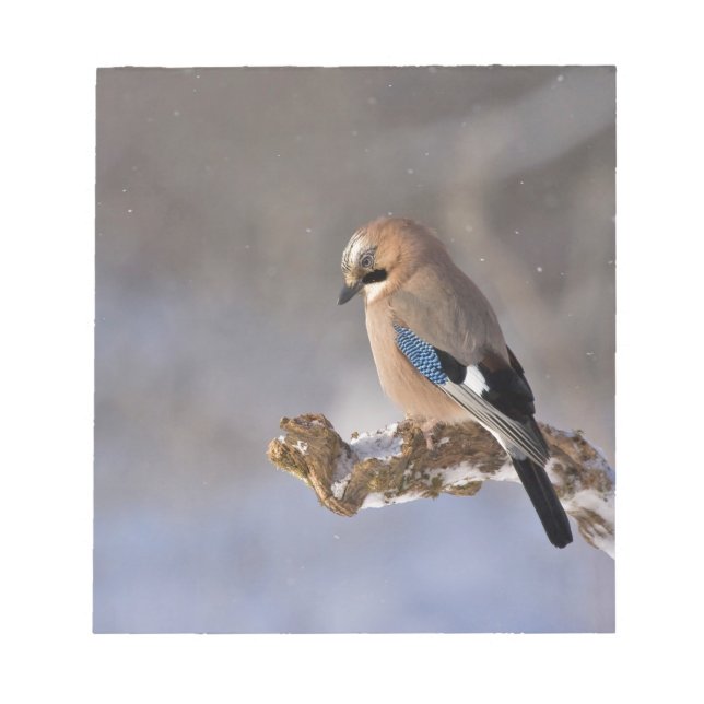Bloc-note Jay Bird en hiver (Devant)