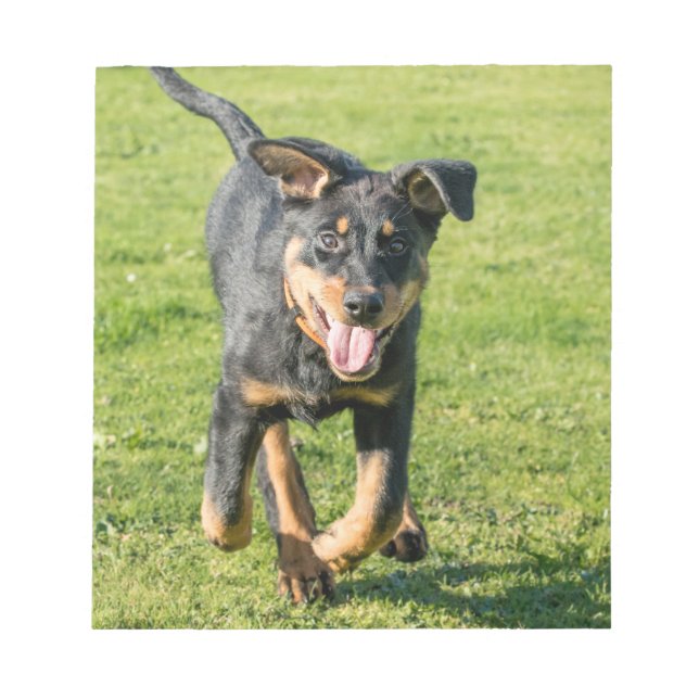 Bloc-note Jeune chien de mouton de Beauceron heureux courant (Devant)