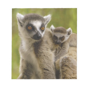 Bloc-note Lémurs à queue annelée (Lemur catta) Mère et bébé.