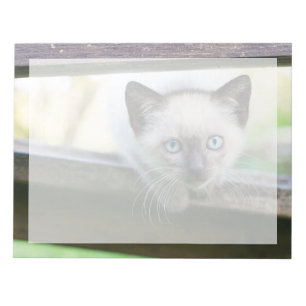 Bloc-note Les bébés animaux les plus mignons Chatons siamo