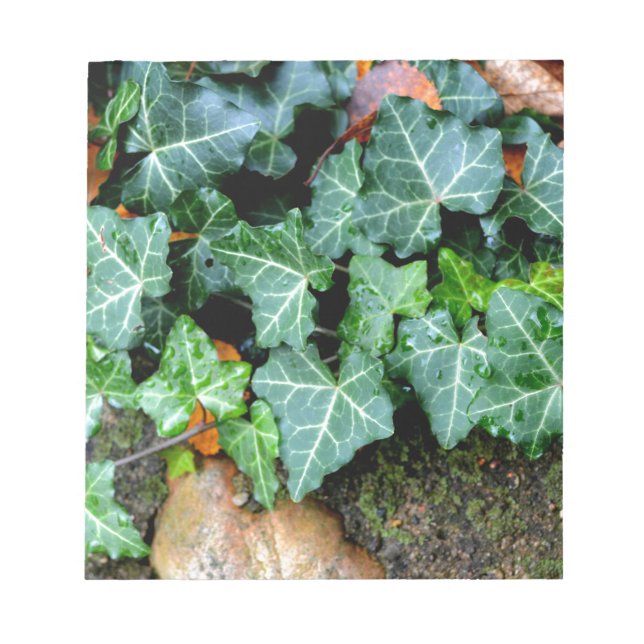 Bloc-note Lierre et pierre de champ (Devant)