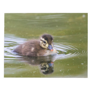 Bloc-note Mallard Duckling