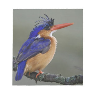 Bloc-note Martin-pêcheur à tête bleue, Alcedo cristata, Lac
