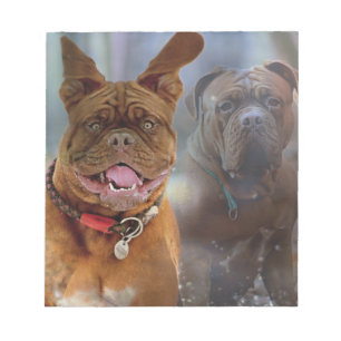 Bloc-note Mastiff
