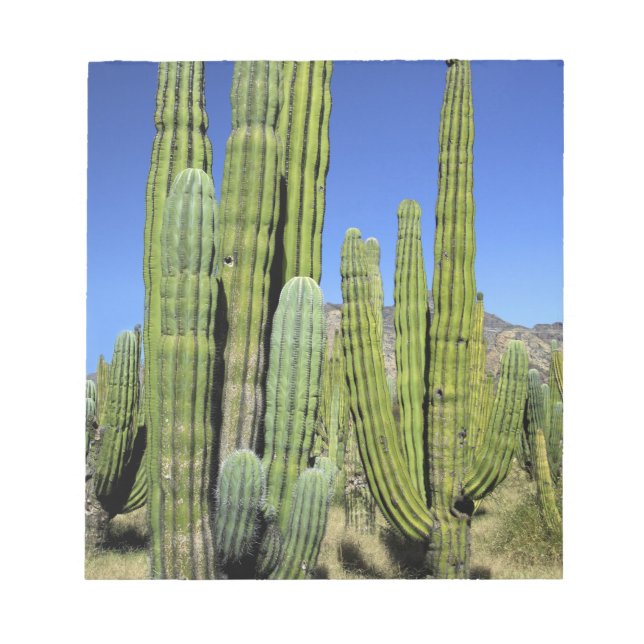 Bloc-note Mexique, Sonora, San Carlos. Tuyau du Saguaro et d (Devant)