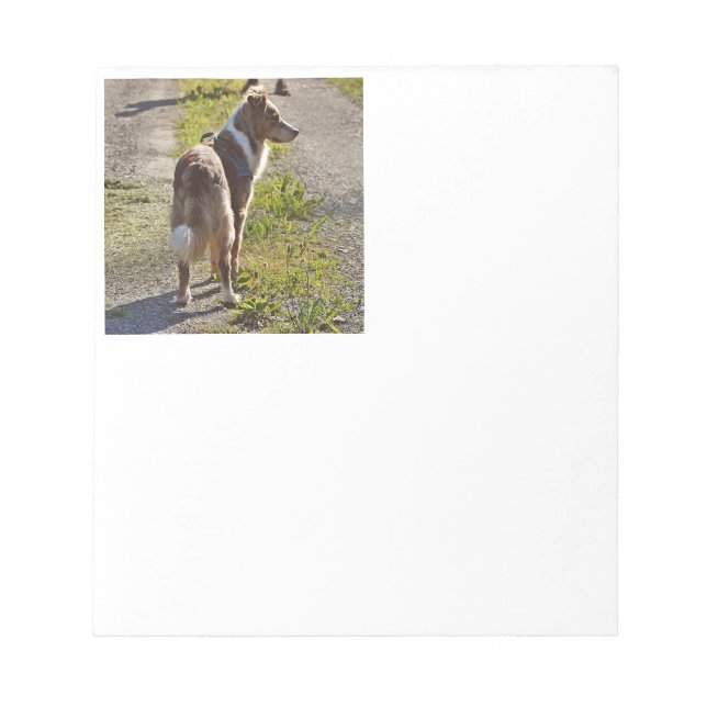 Bloc-note Miniature American Shepherd Red Merle avec Queue (Devant)