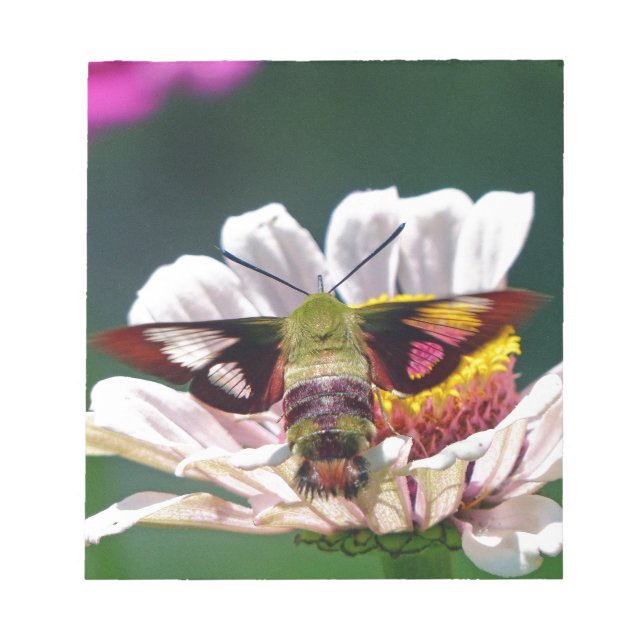 Bloc-note Mois des colibris (Devant)
