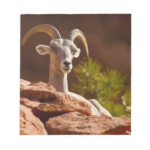 Bloc-note Mouflon du désert (Ovis canadensis nelsoni).